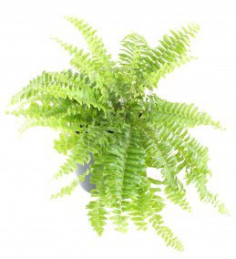 12930834-nephrolepis-fern_cropped