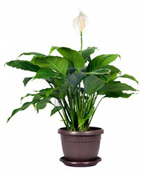 13292454-houseplant--spathiphyllum-floribundum-peace-lily--white-flower-isolated-on-white-background_cropped