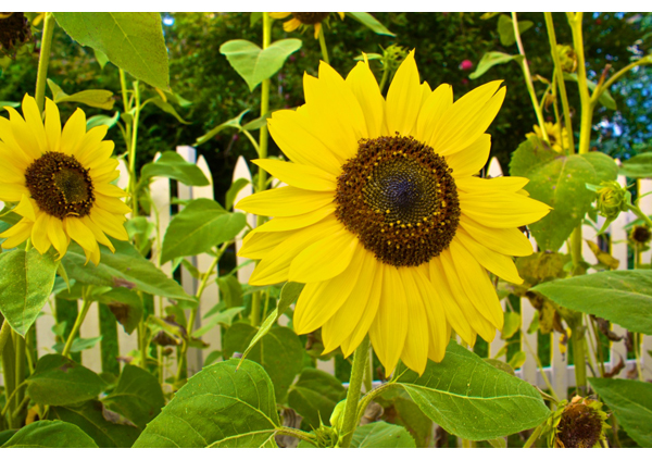 huge-sunflower-blossom edit