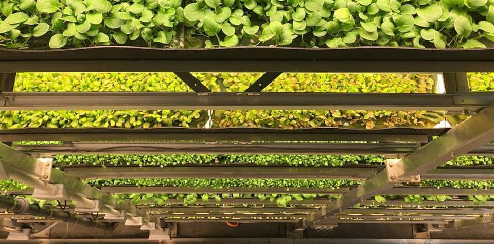 greens growing in an aeroponics system