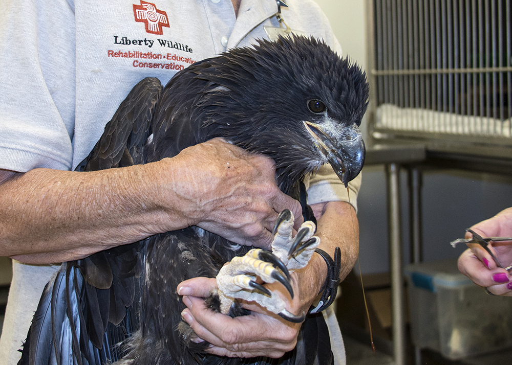 baby bald eagle care at Liberty Wildlife