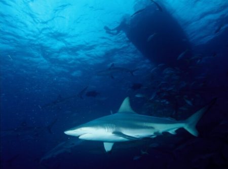 Shark Finning - Why It's Bad And What You Can Do About It