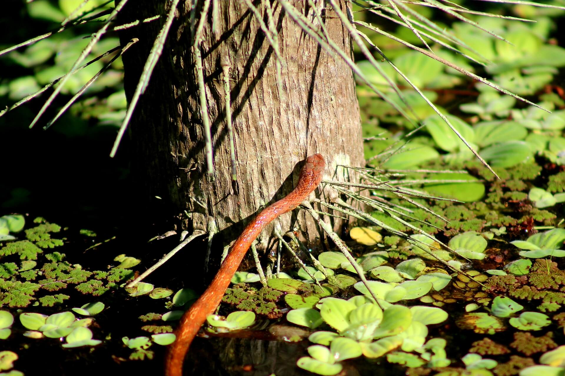 Why Is The Amazon Important To The Global Climate