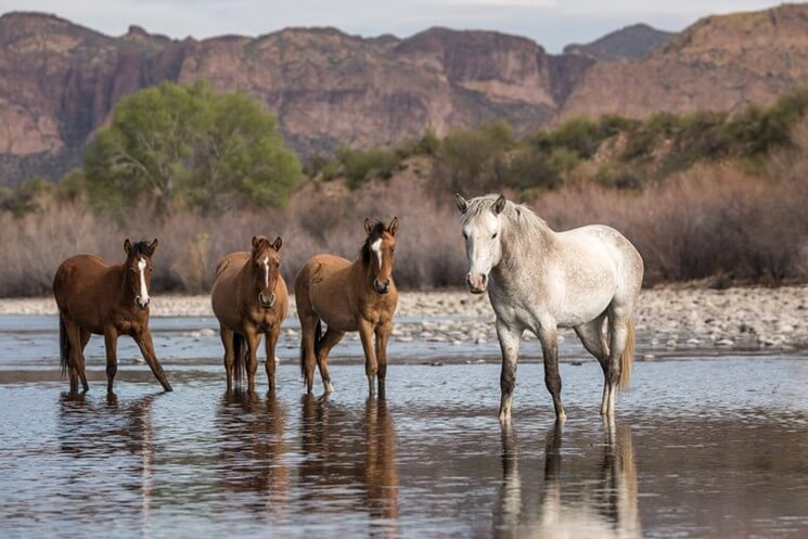 Wild Mustangs Arizona