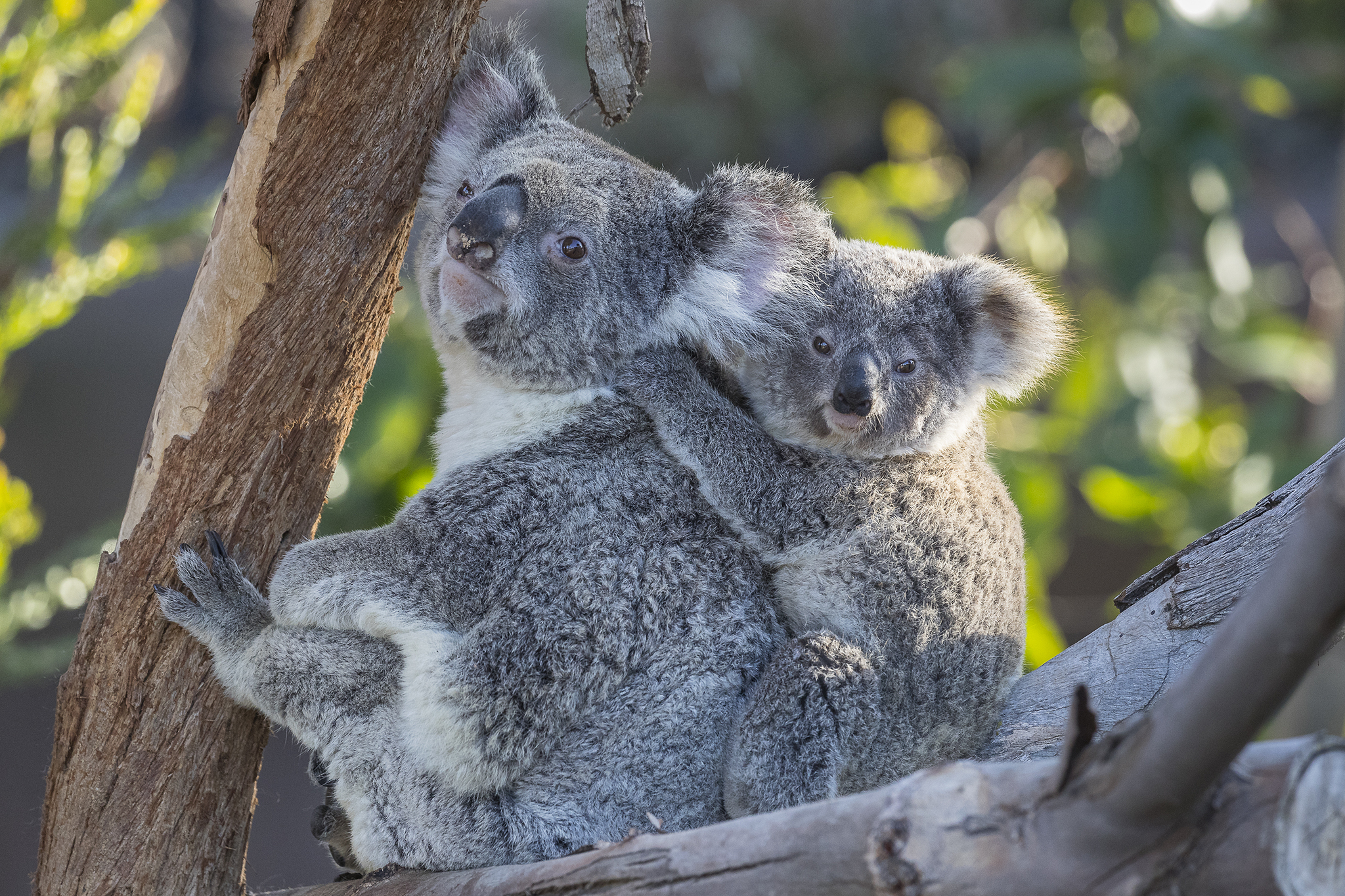 Koalas by Jennifer MacEwen (San Diego Zoo Press Kit).