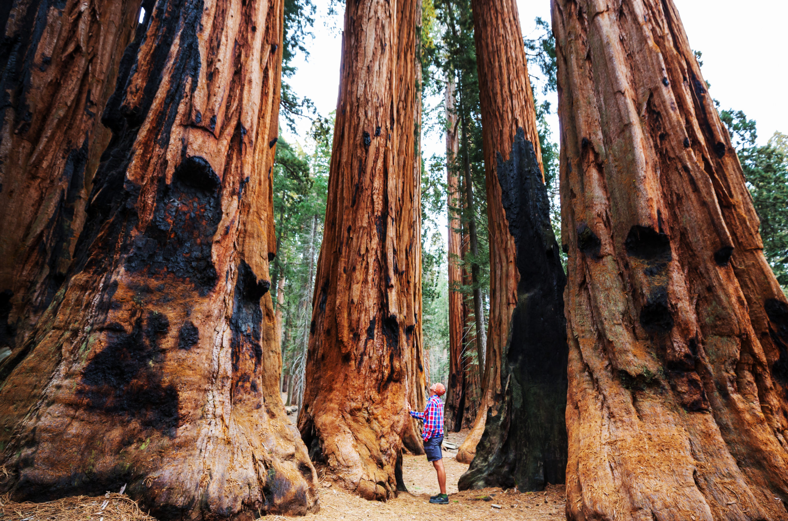 On World Forestry Day 2021, Celebrate the Importance of Protecting ...