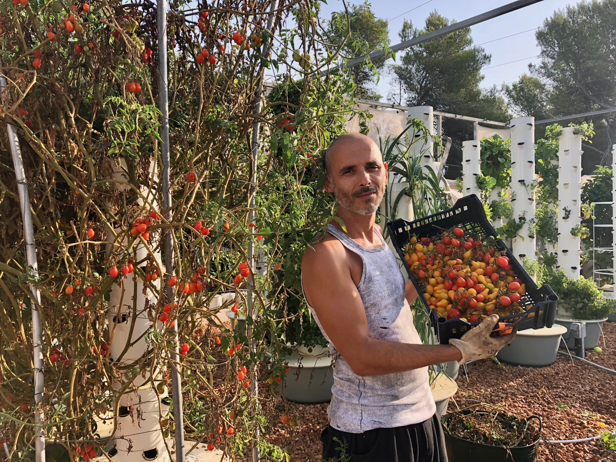 tomatoes-tower-garden