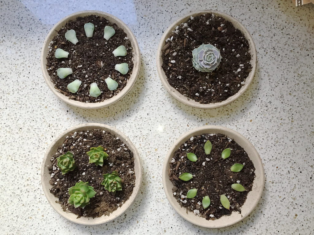 succulents, propagation, plant pots