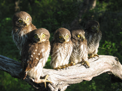 pygmy owl