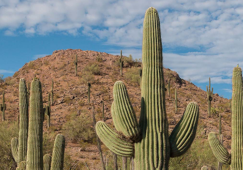 Foothills Speaker Series: Saguaros Fact and Fiction