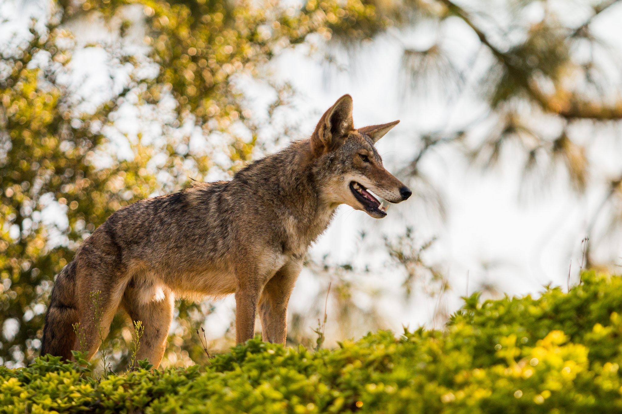 Foothills Speaker Series: Wolves and Coyotes