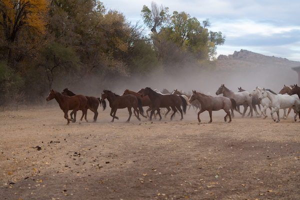 Unplug & Reconnect: Bring the Family to Circle Z Ranch 