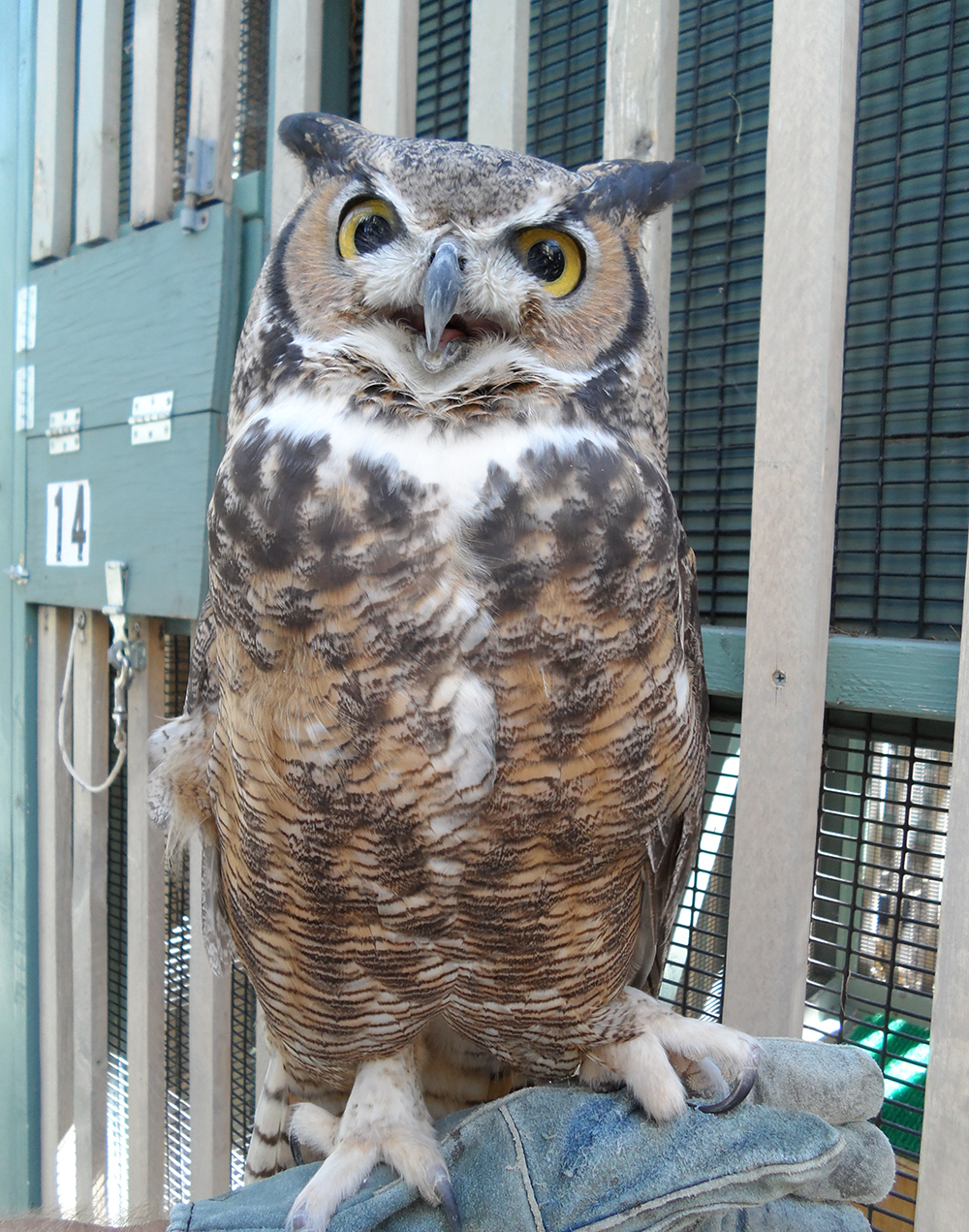 Great Horned Owl