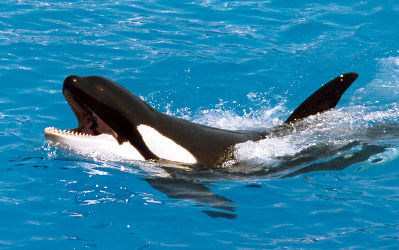 Legislation introduced to stop the use of orcas for entertainment