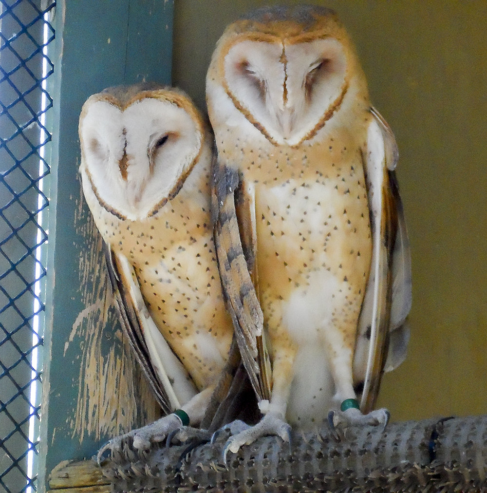 Barn Owls at Wild at Heart