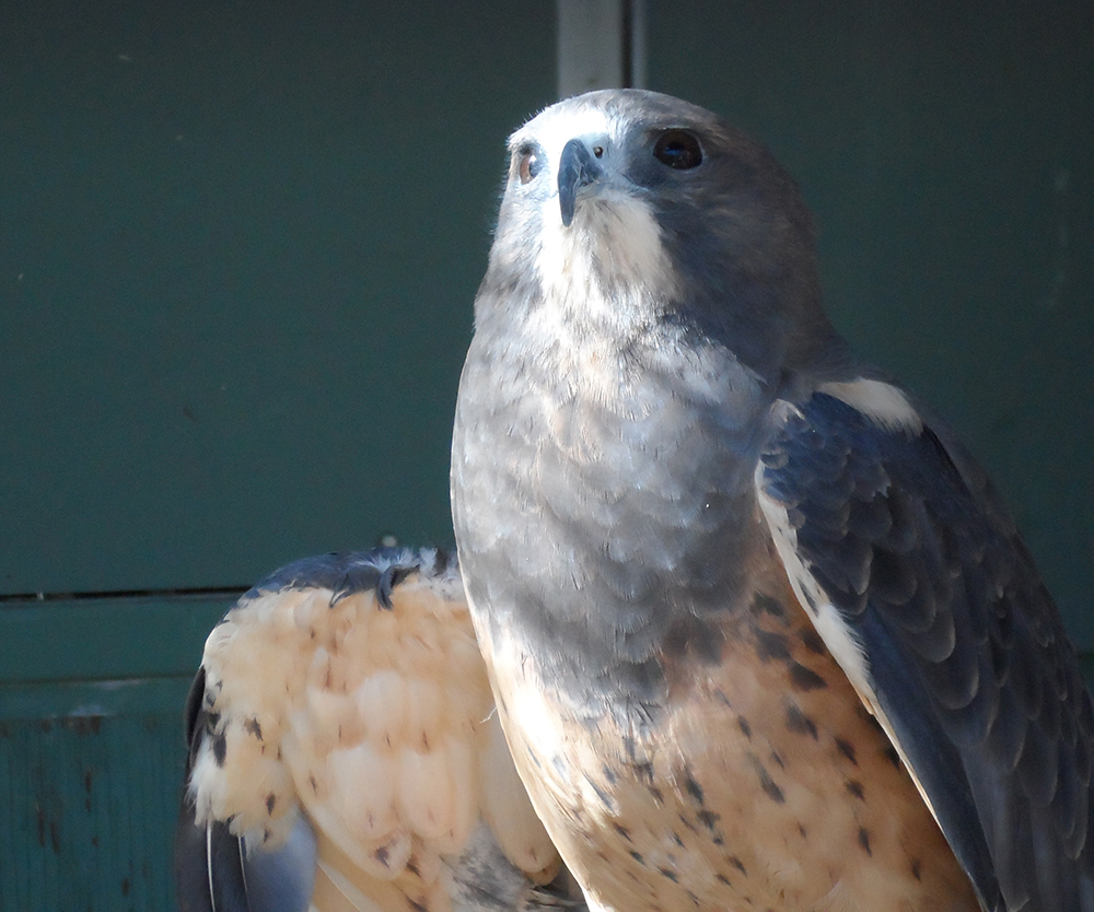 Falcon at Wild at Heart