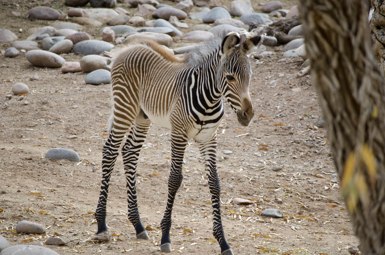 New Arrivals at the Phoenix Zoo - Green Living Magazine