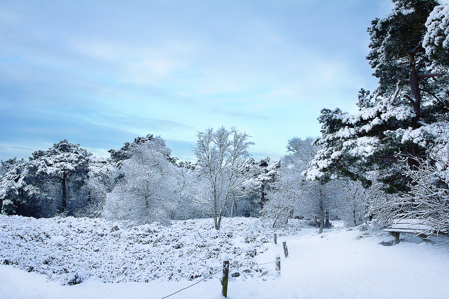 Snowy Landscape